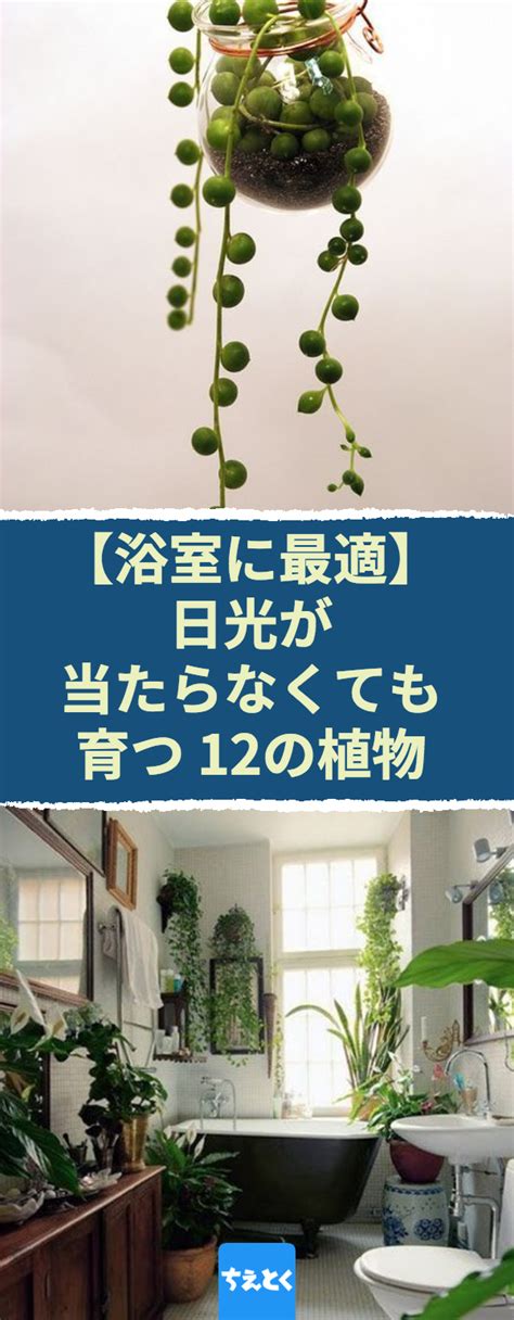 浴室 植栽|浴室でも育つおすすめの植物16選！管理の注意点＆ポ。